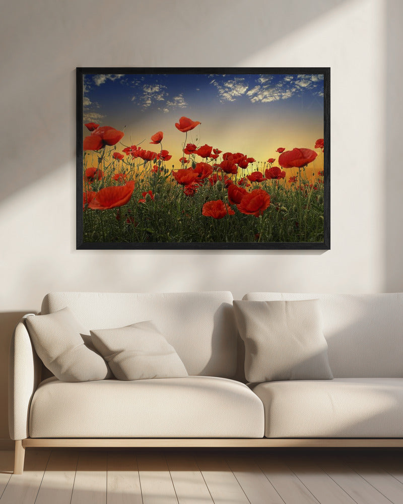 Klaprozen | Canvas