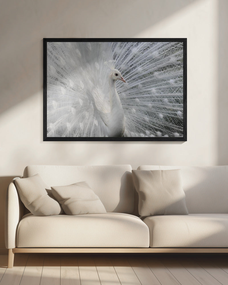 Zo wit als sneeuw | Canvas