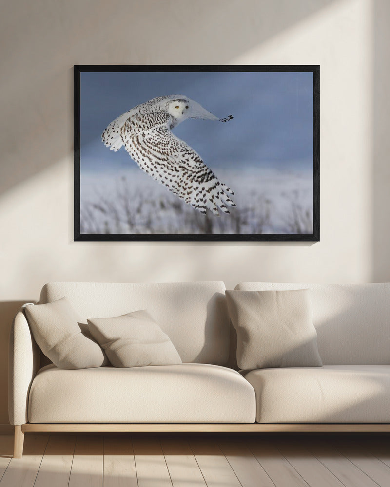 Sneeuwuil | Canvas