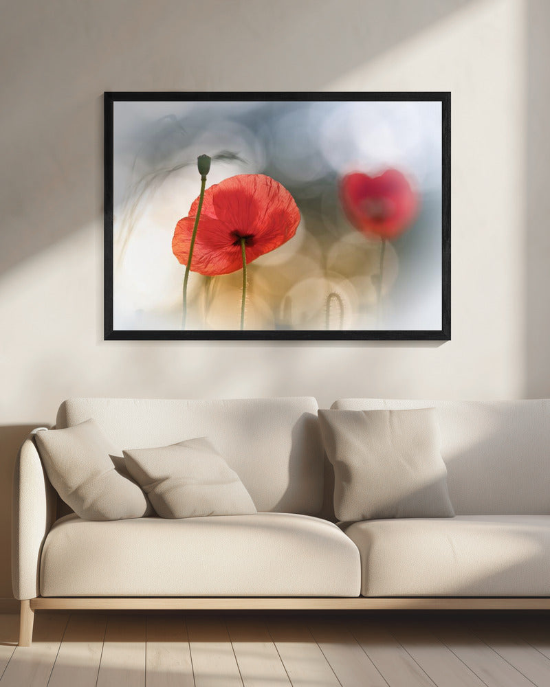 Ochtendklaprozen | Canvas
