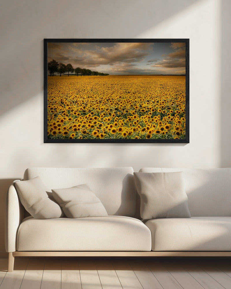 Zonnebloemen | Canvas