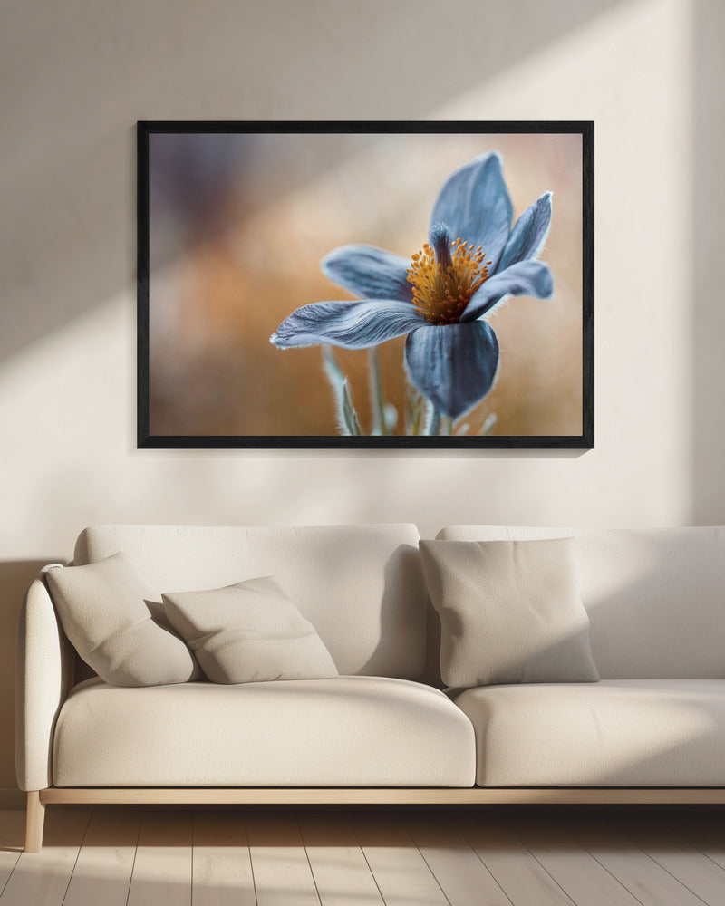 Pasque | Canvas