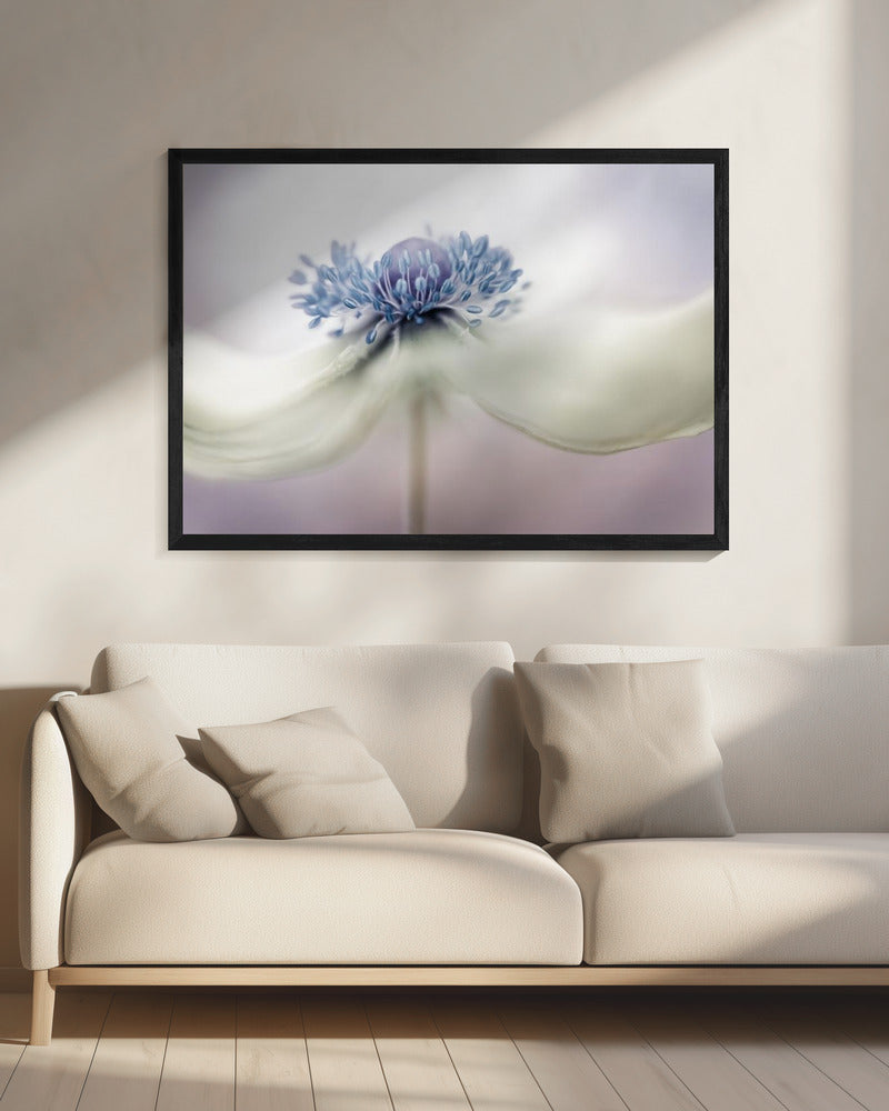 anemoon | Canvas