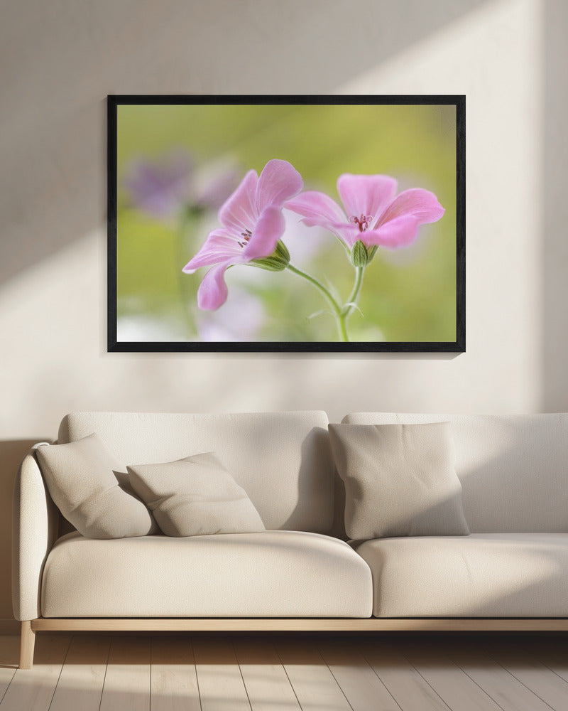 Roze Melodie | Canvas