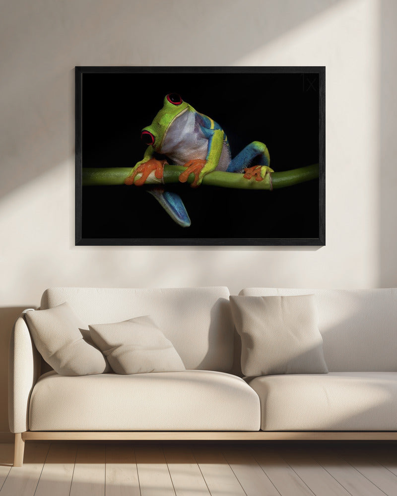 Curiosity | Canvas