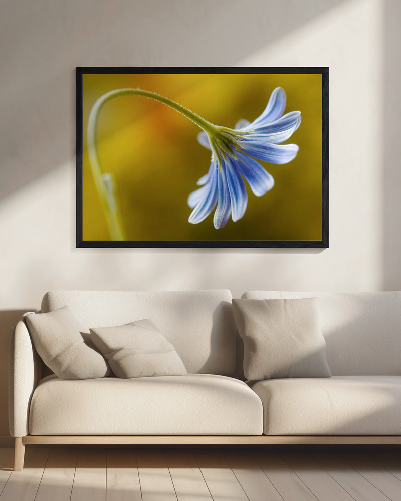 Kaapse Madelief | Canvas