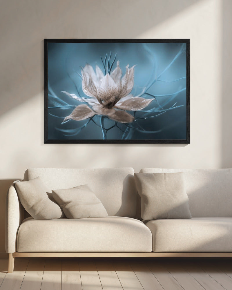*Nigella* | Canvas