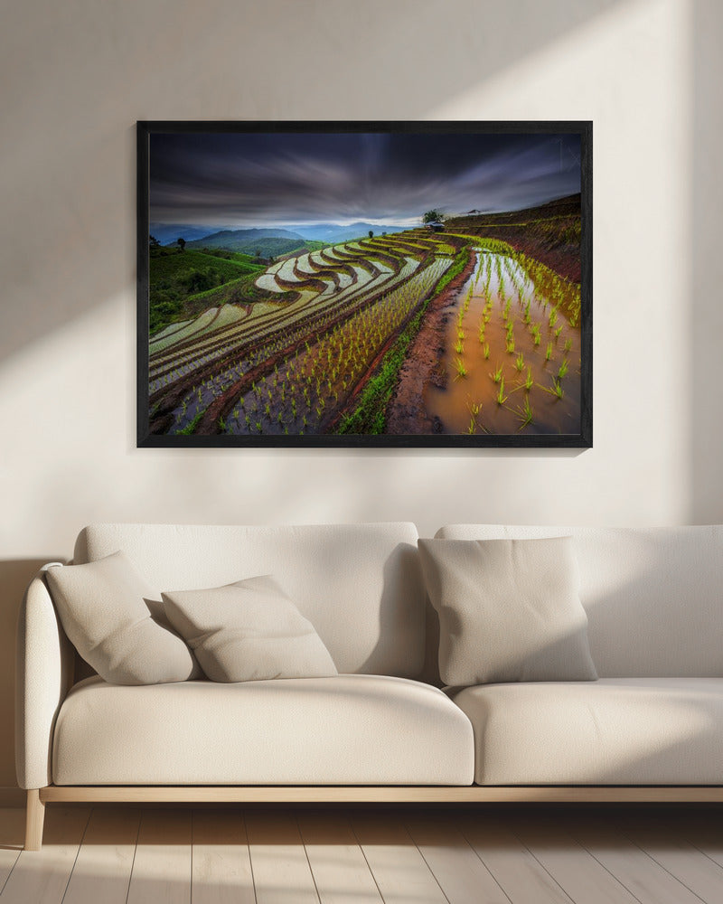 Ongeziene rijstvelden | Canvas