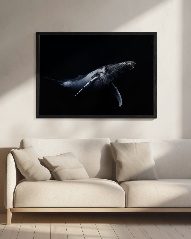Zwart & Walvis | Canvas