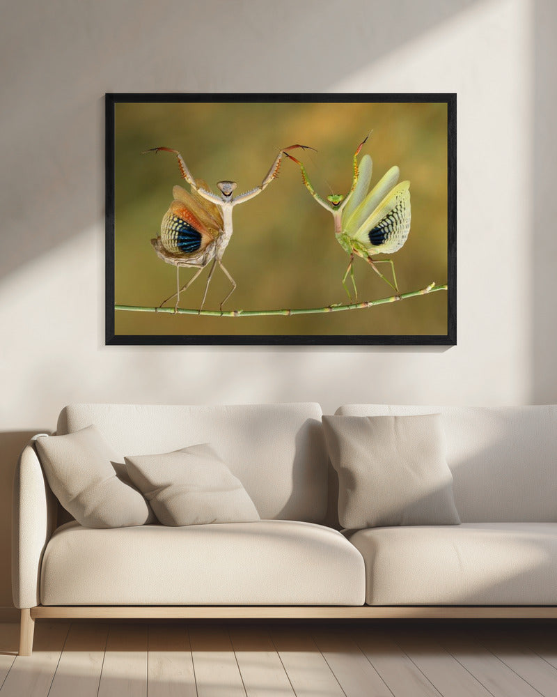 Showtijd | Canvas