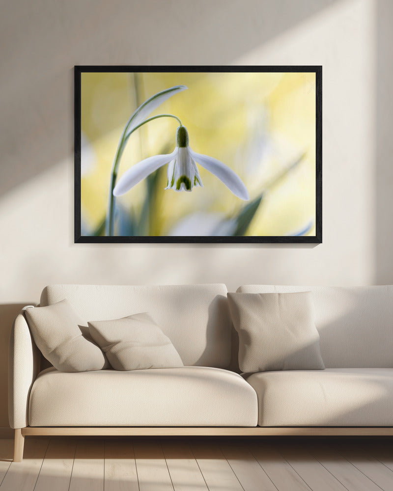 Sneeuwklokjes | Canvas