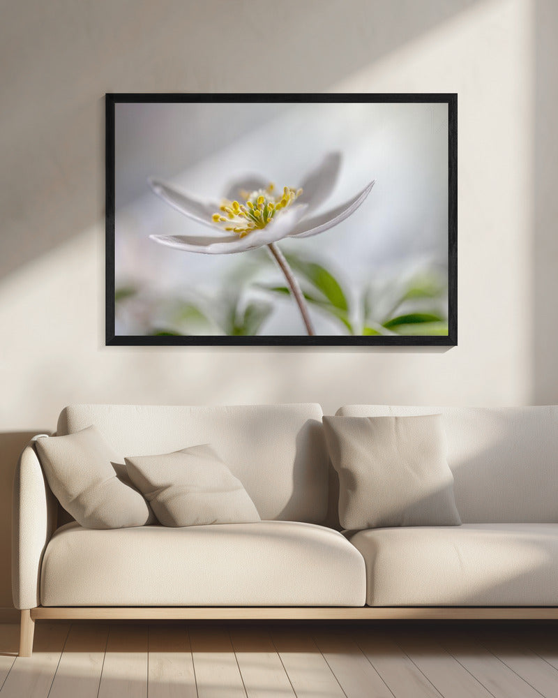 Bosanemoon | Canvas