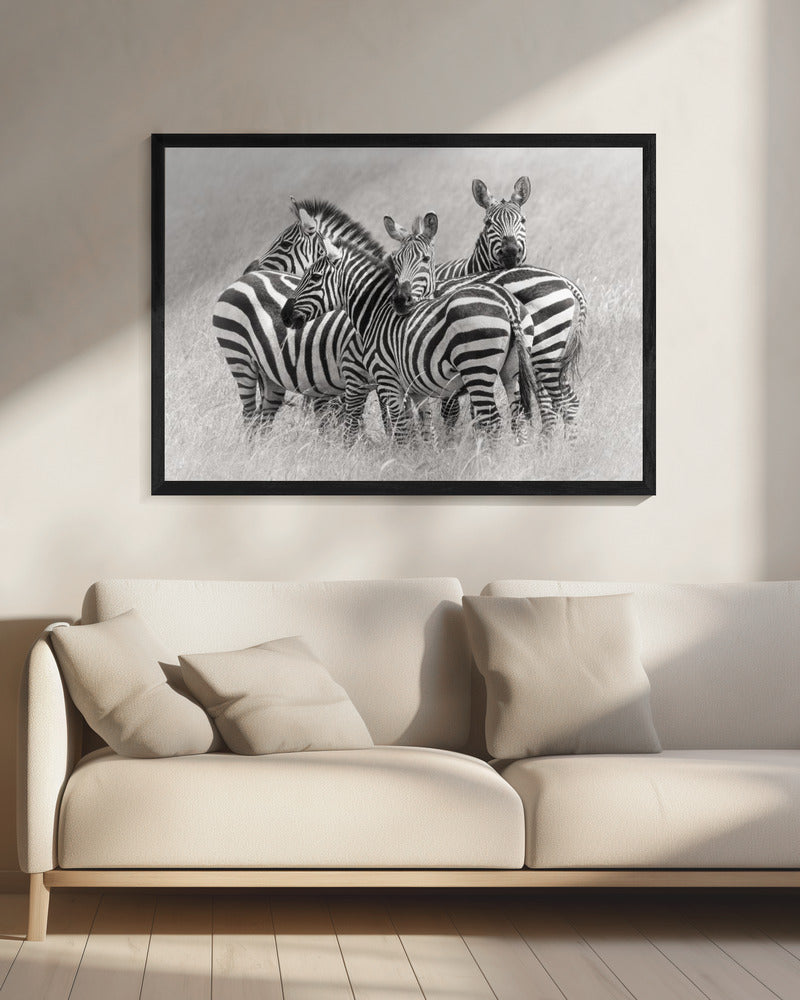 Zebra's | Canvas