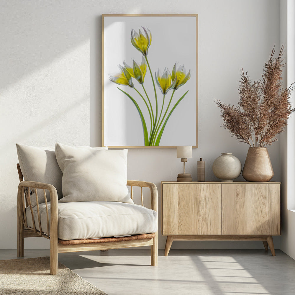 Tulp | Poster
