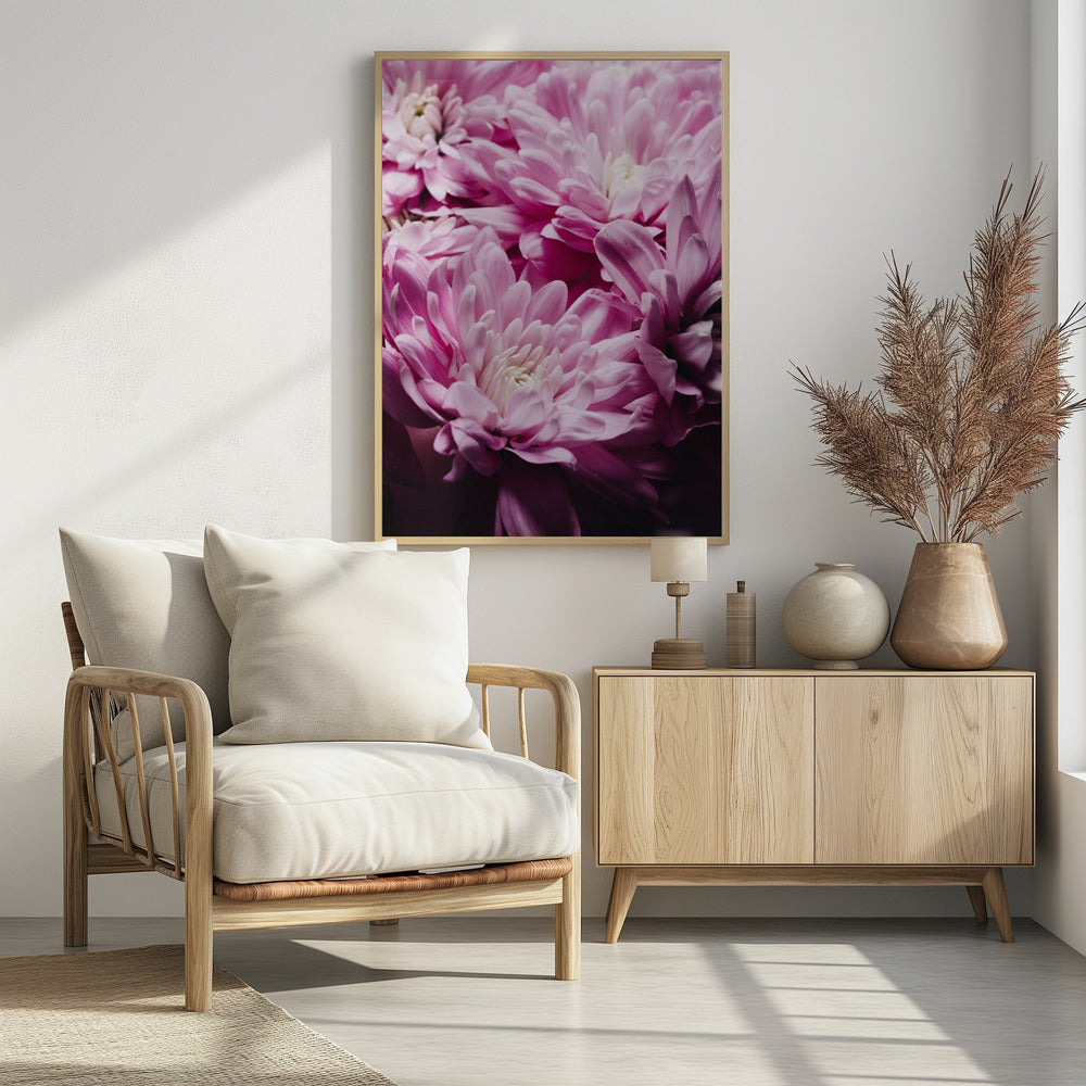 Vibrant Pink Chrysanthemums Blossoms | Poster