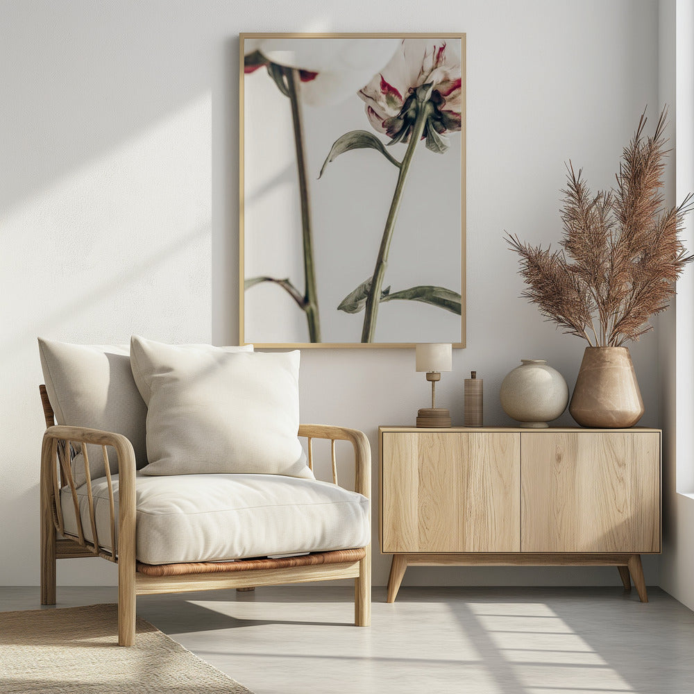 Peony 01 | Poster