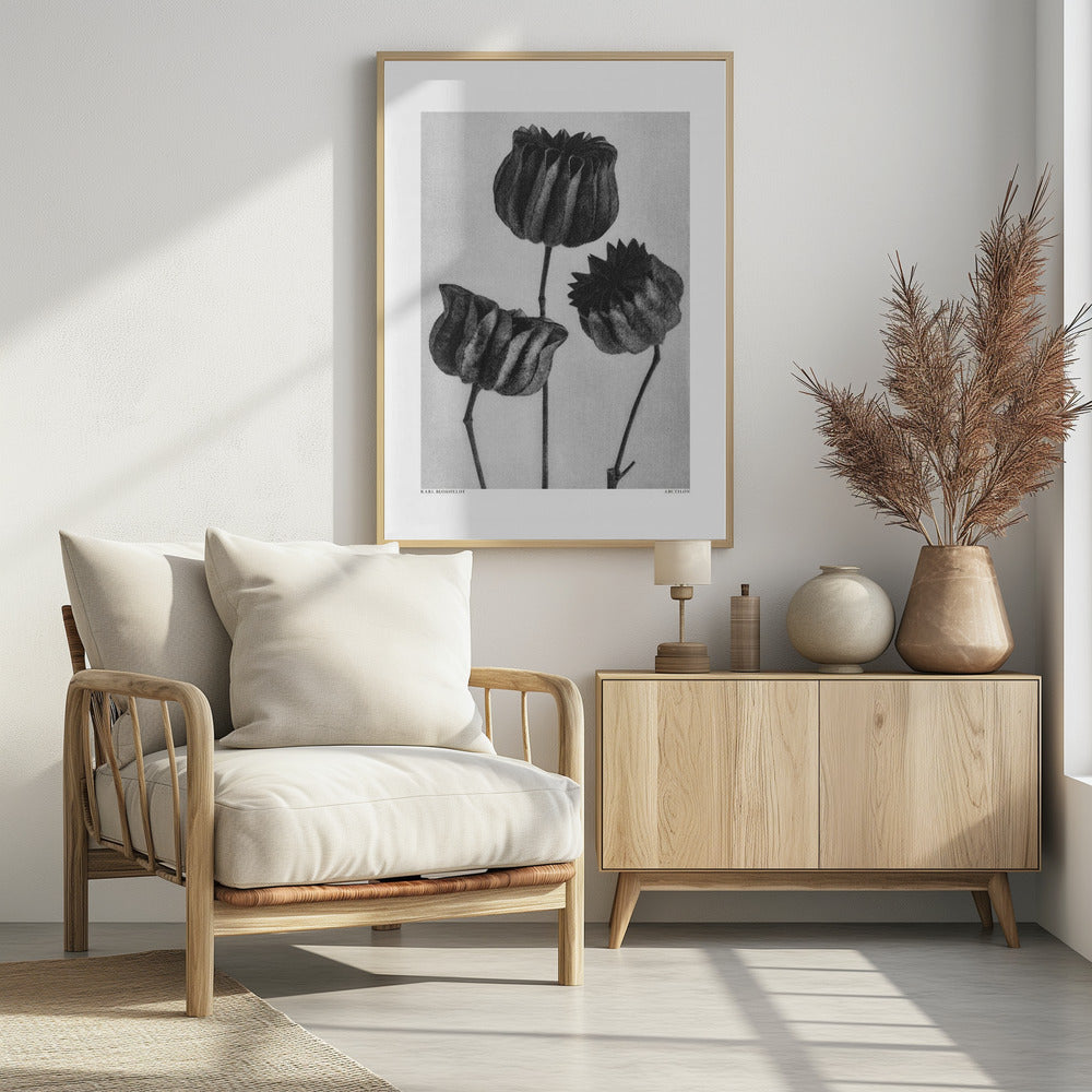 Abutilon (Limoenkaasjeskruid | Poster