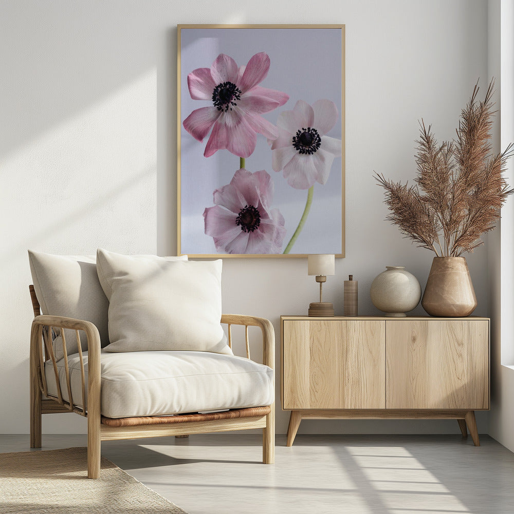Elegante roze anemoonbloemen | Poster