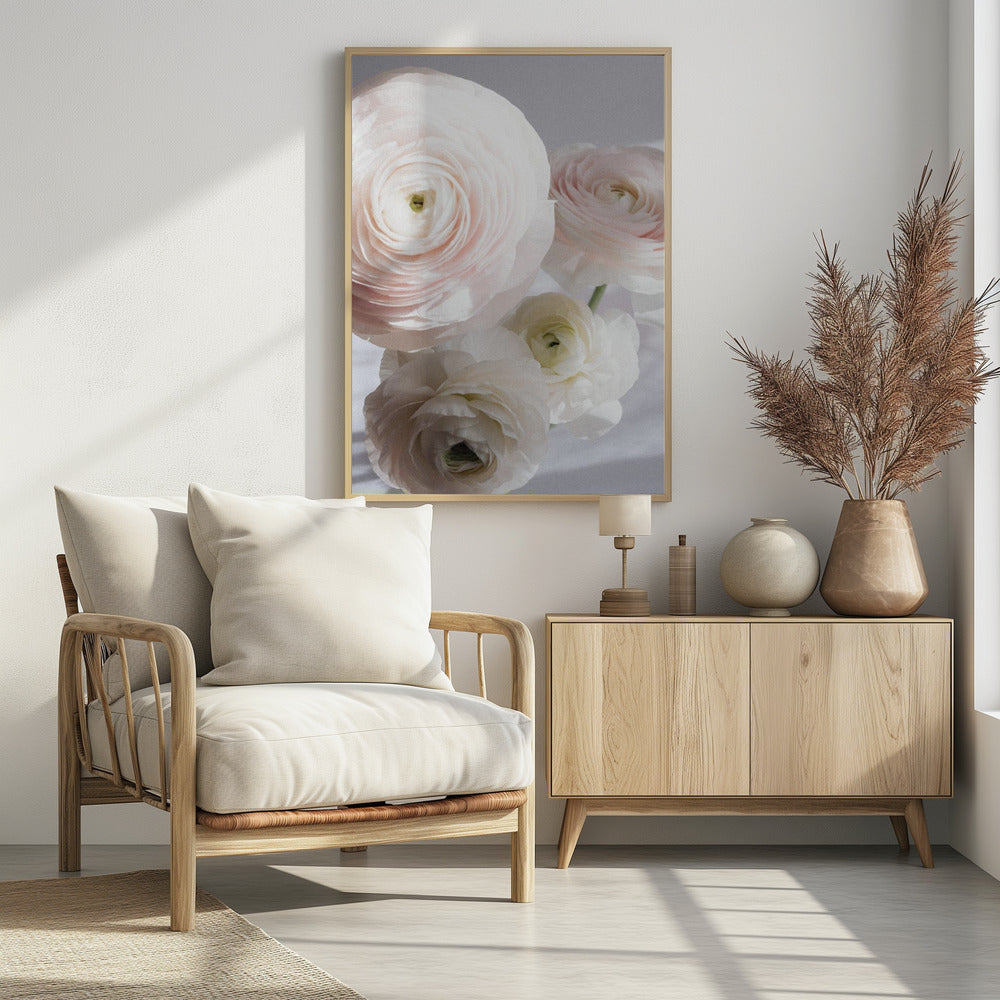 Zachte Ranonkel | Poster