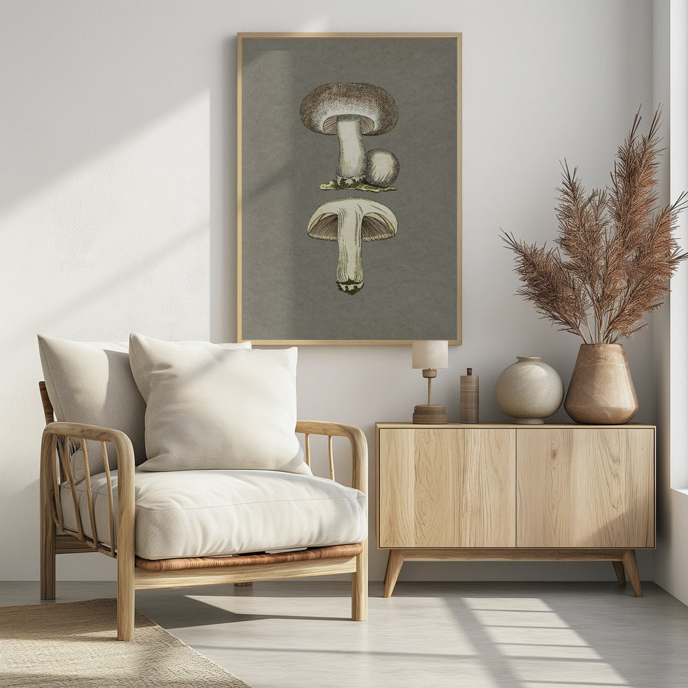 Paddenstoelen | Poster
