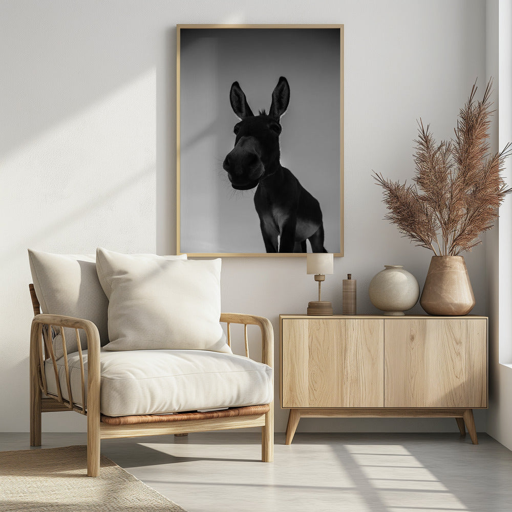 Nieuwsgierige ezelblik | Poster