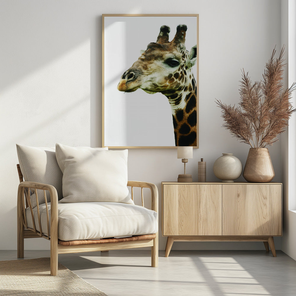 Giraffe's Graceful Gaze | Poster