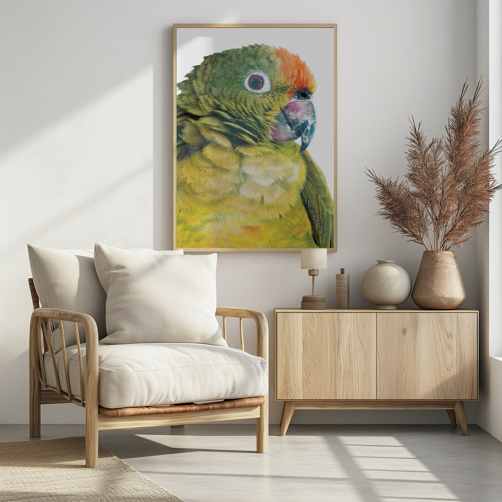 Vibrant Parrot Glance | Poster
