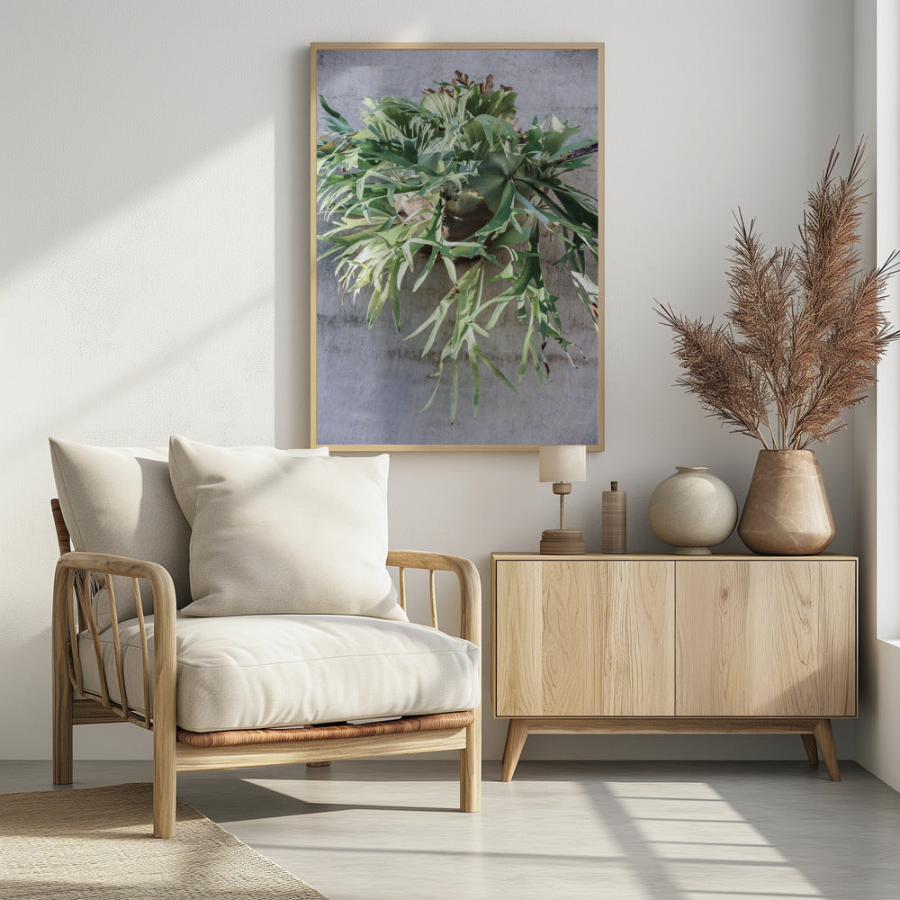 Muurvarengenot | Poster