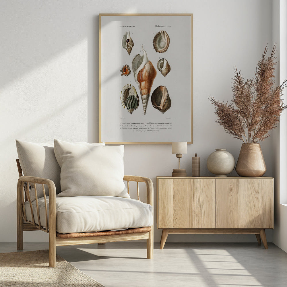 Verschillende soorten weekdieren | Poster