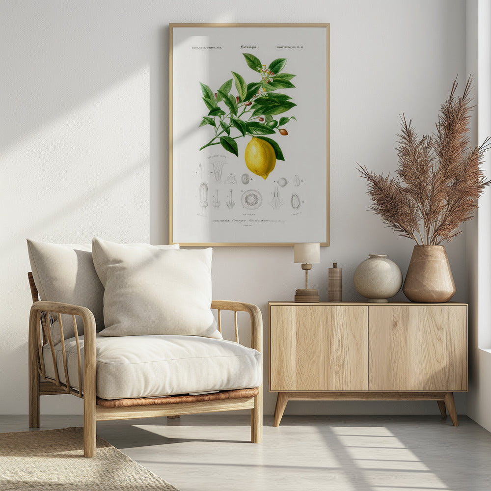 Lemon (citrus Limonium) | Poster