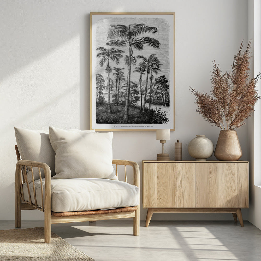 Vintage palmboom tekening II | Poster