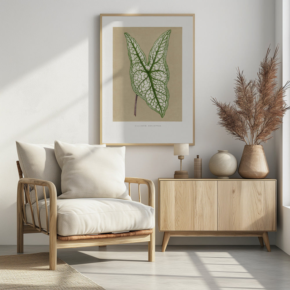 Green Caladium Belleymii Leaf Illustration | Poster