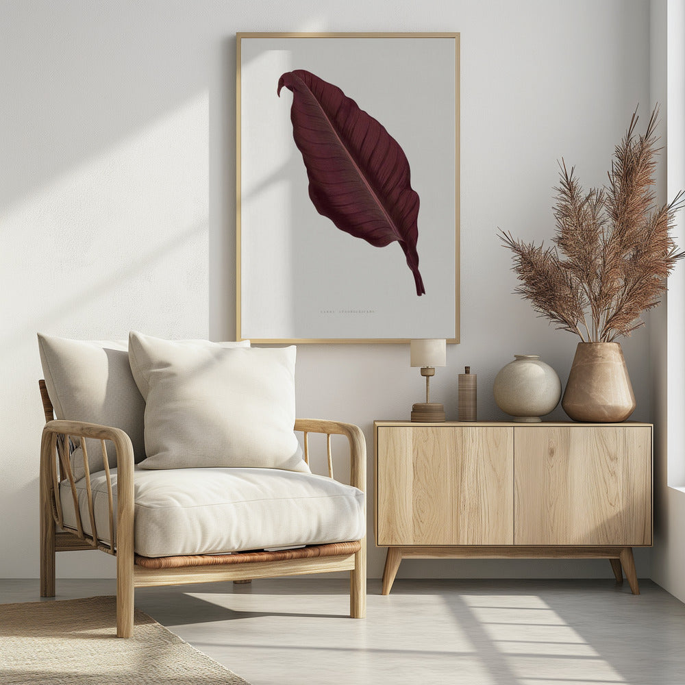 Pink Canna Atronigricans Leaf Illustration | Poster