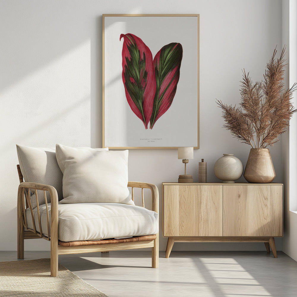 Roze Dracaena Terminalis bladillustratie | Poster