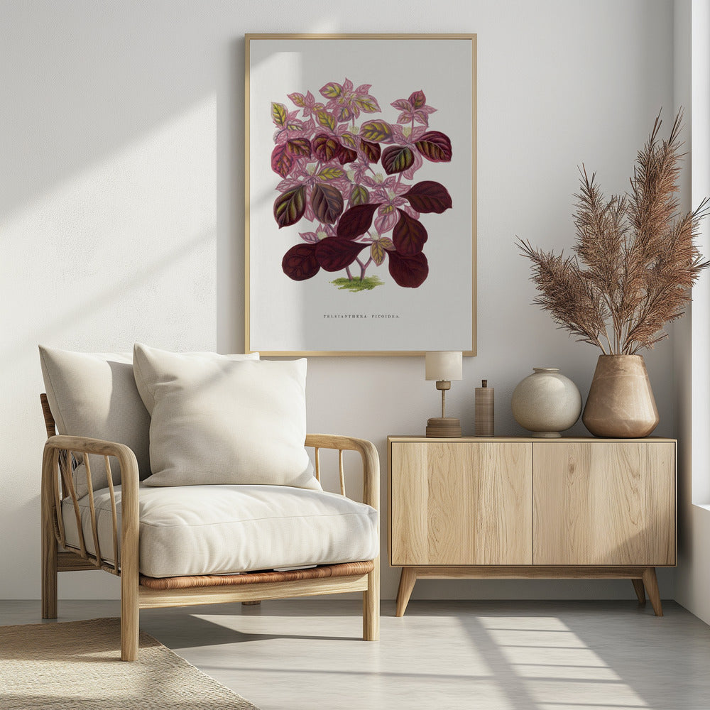 Roze Teleianthera Ficoidea bladillustratie | Poster