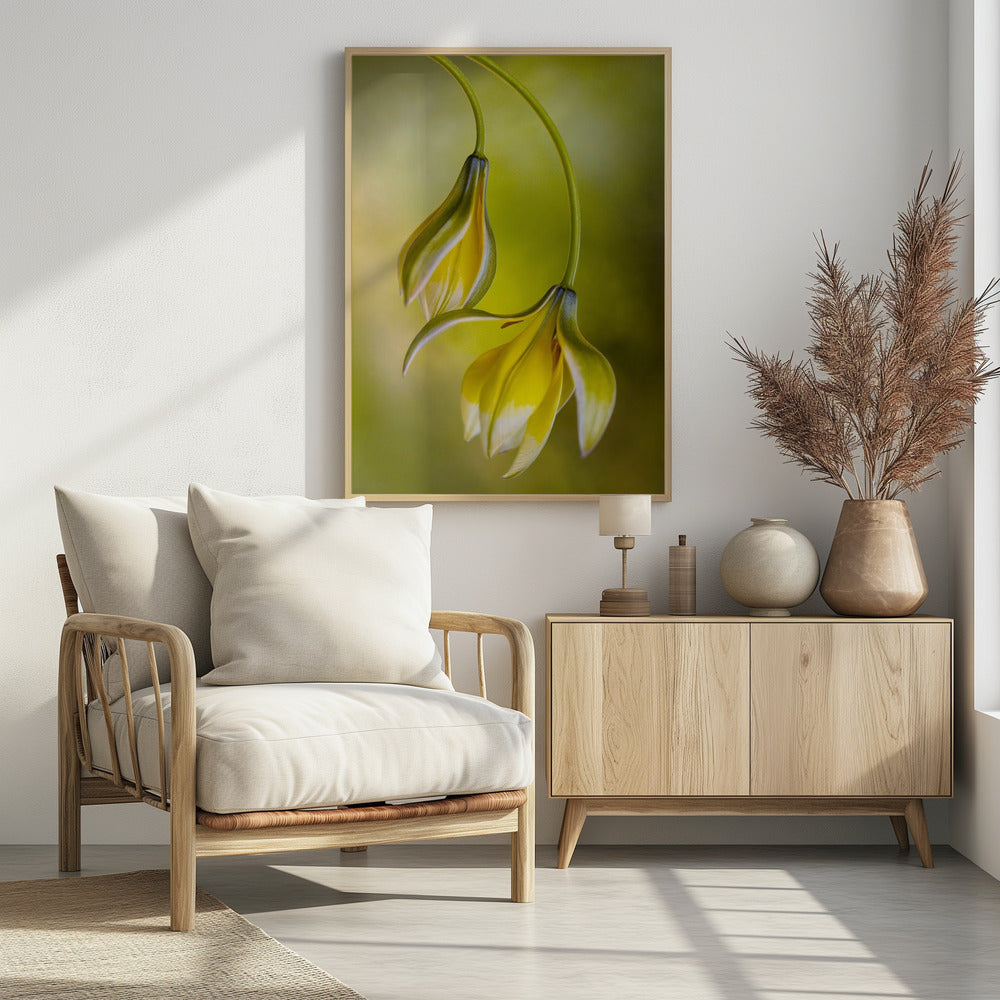 Tulp | Poster