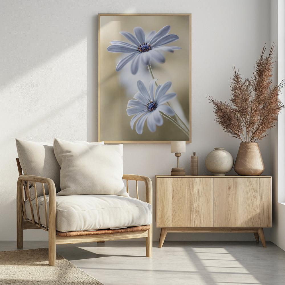Kaapse madeliefjes | Poster