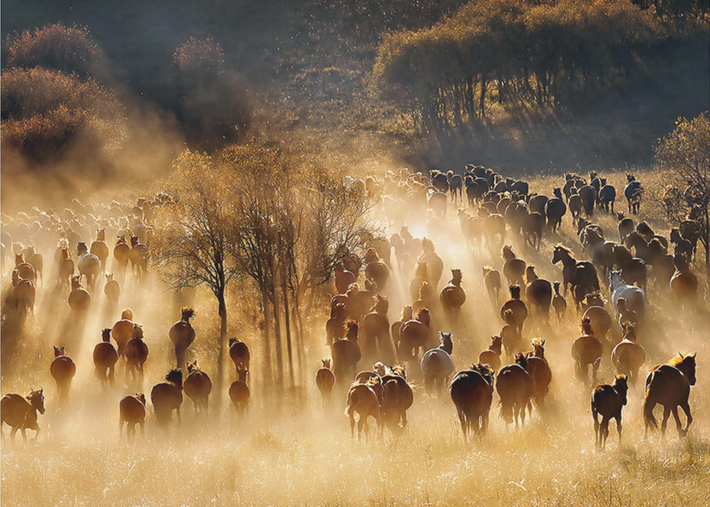 Paarden | Behang