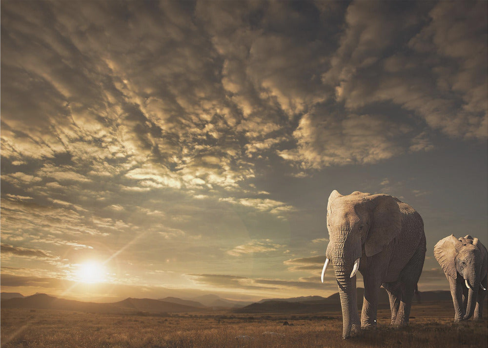 Walking in Savannah | Canvas