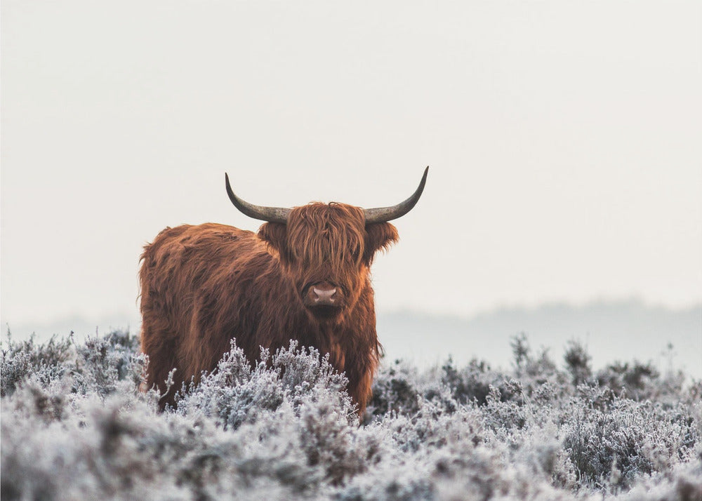 Hooglander | Canvas