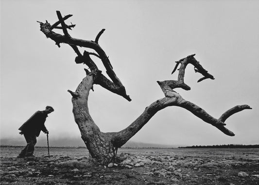 Oude man en boom | Behang