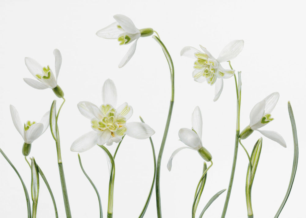 Lente Sneeuwklokjes | Behang