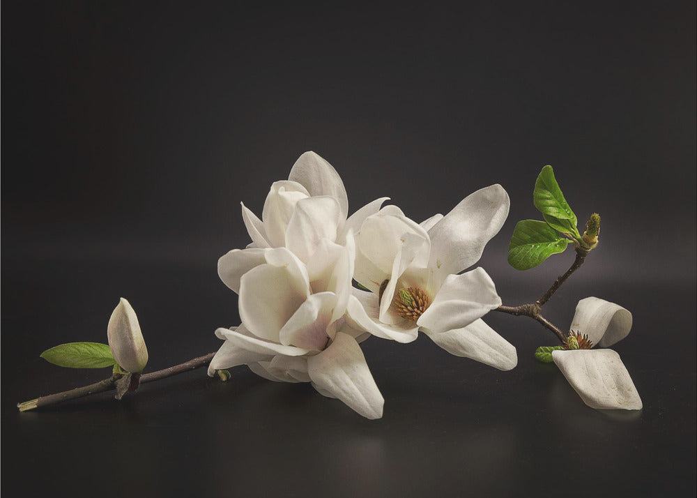 Magnolia | Canvas
