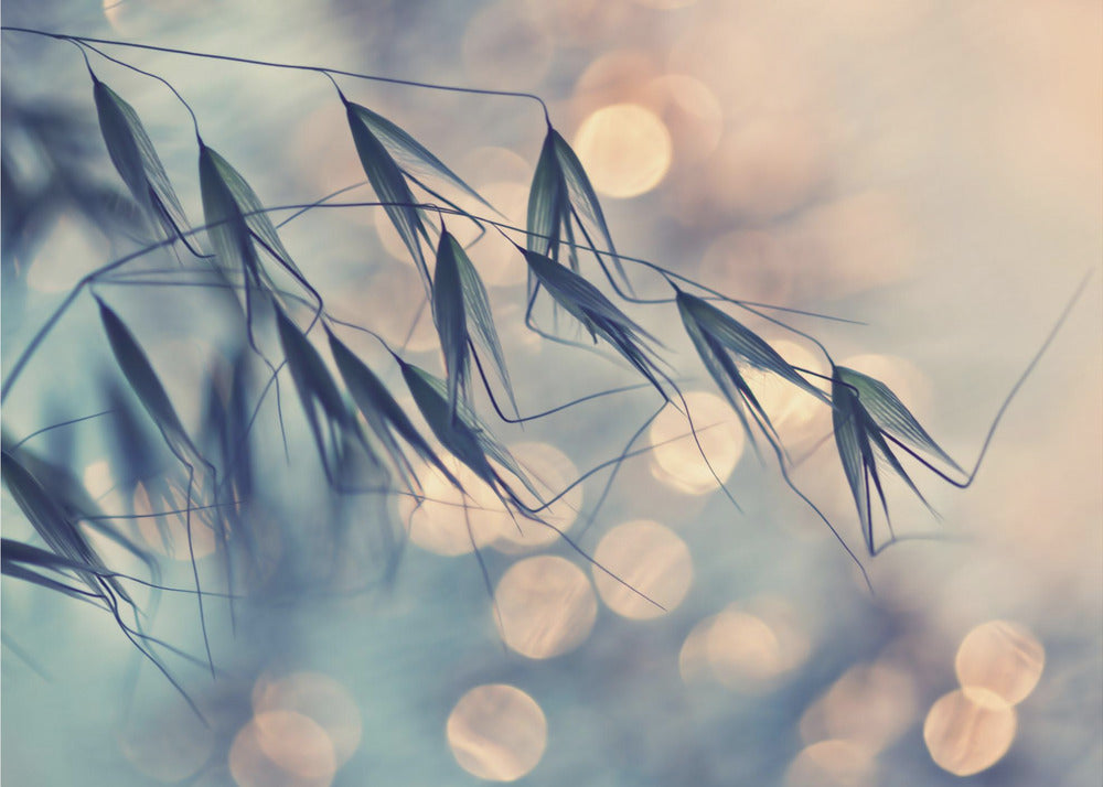 ...<<< | Wallpaper