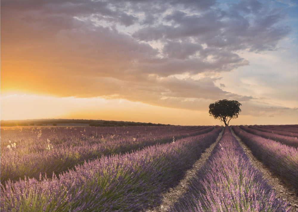 BESTEMMING LAVENDEL | Canvas