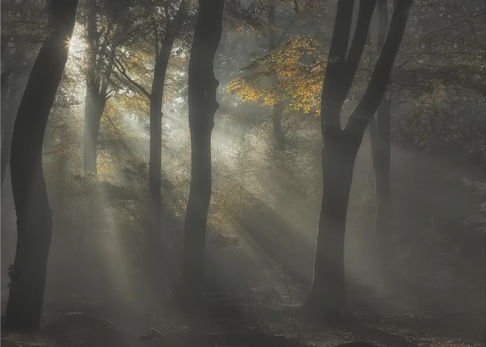 Sunbeam | Poster