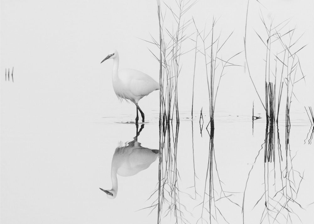 wit | Canvas