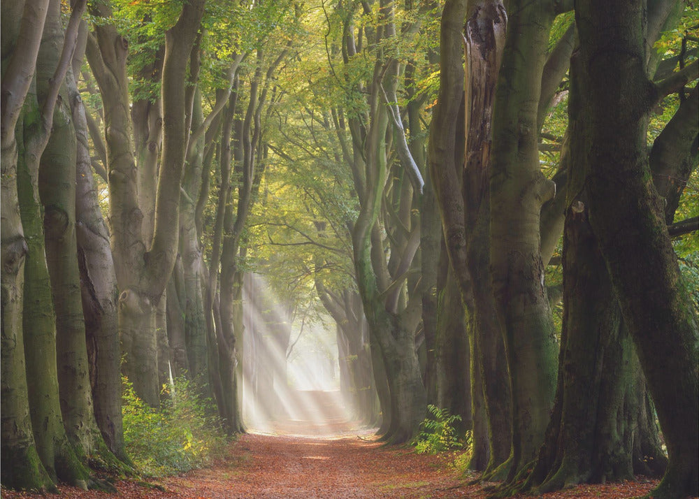Een glorieuze dag | Canvas