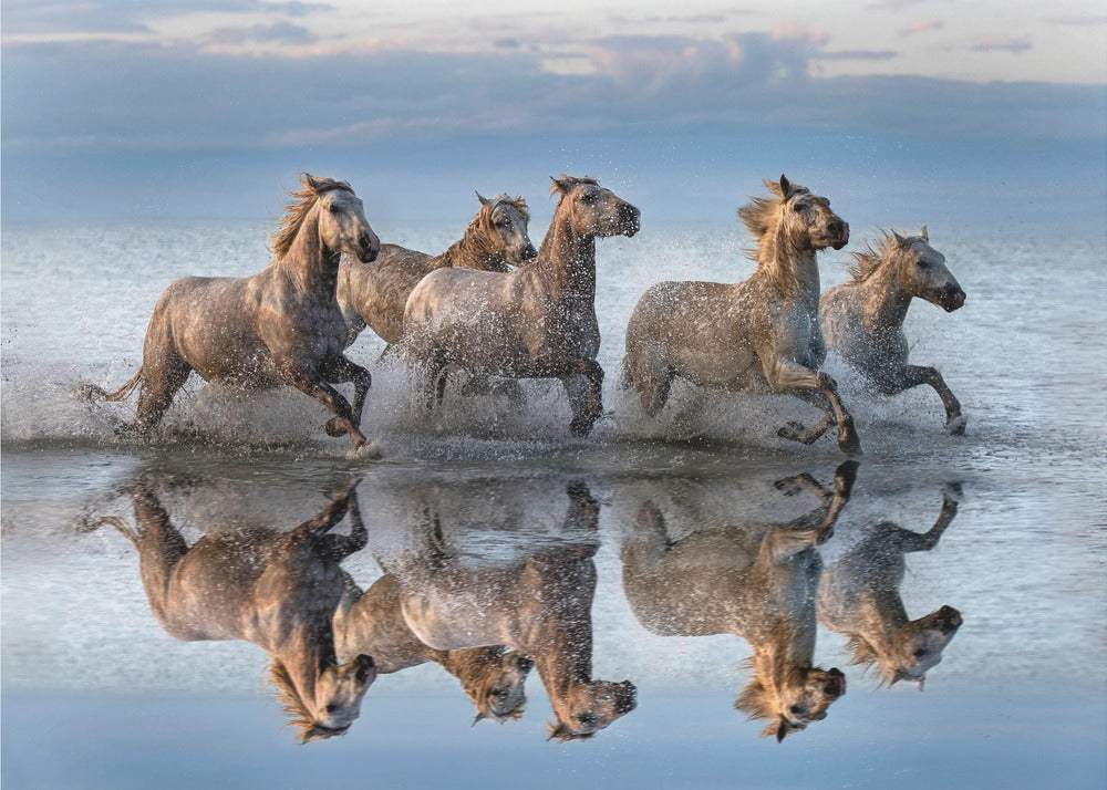Paarden en reflectie | Poster