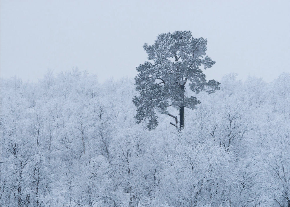 First snow | Poster